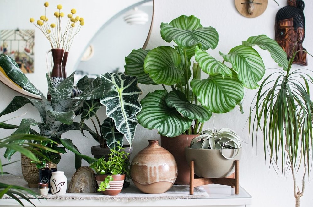 THE BEST PLANTS FOR BEGINNERS